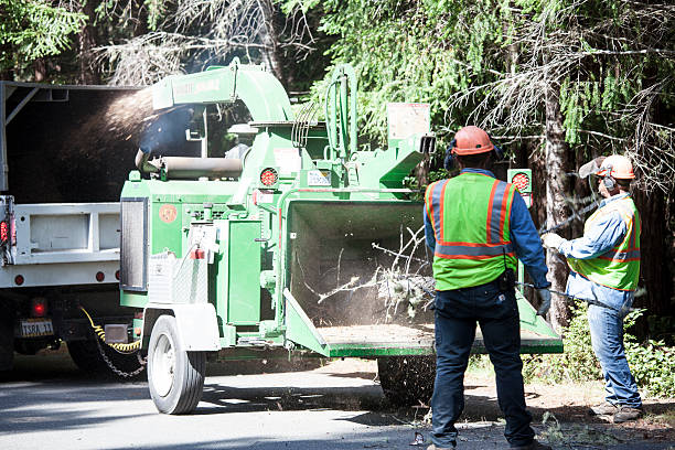 Best Tree Mulching  in Frostproof, FL