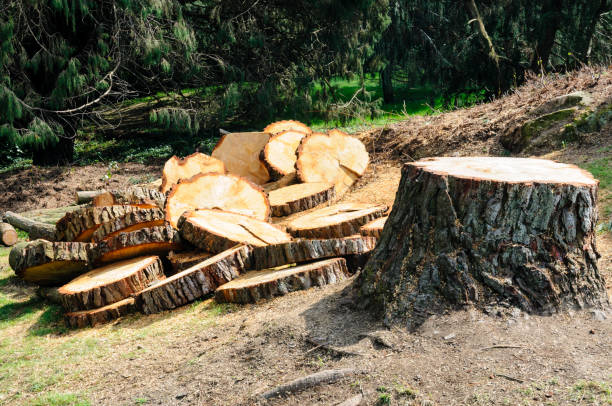 How Our Tree Care Process Works  in  Frostproof, FL